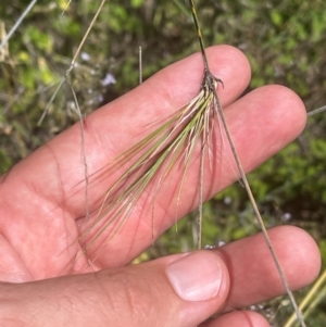 Austrostipa verticillata at Cooleman Ridge - 8 Feb 2024 01:30 PM