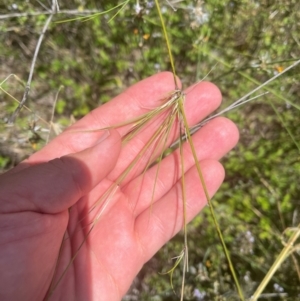 Austrostipa verticillata at Cooleman Ridge - 8 Feb 2024