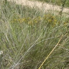 Austrostipa verticillata at Cooleman Ridge - 8 Feb 2024 01:30 PM