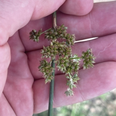 Juncus vaginatus (Clustered Rush) at Chapman, ACT - 8 Feb 2024 by BenHarvey