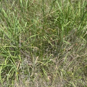 Juncus vaginatus at Cooleman Ridge - 8 Feb 2024 01:34 PM