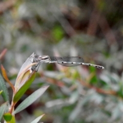 Austrolestes leda (Wandering Ringtail) at Burradoo, NSW - 7 Feb 2024 by GlossyGal