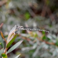 Austrolestes leda (Wandering Ringtail) at Burradoo - 7 Feb 2024 by GlossyGal