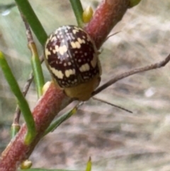 Paropsis pictipennis (Tea-tree button beetle) at Burradoo, NSW - 6 Feb 2024 by GlossyGal