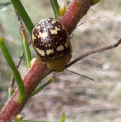 Paropsis pictipennis (Tea-tree button beetle) at Burradoo, NSW - 6 Feb 2024 by GlossyGal