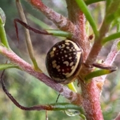 Paropsis pictipennis at Wingecarribee Local Government Area - 6 Feb 2024