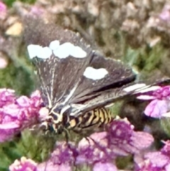 Nyctemera amicus (Senecio Moth, Magpie Moth, Cineraria Moth) at Rivett, ACT - 9 Feb 2024 by Schirminator