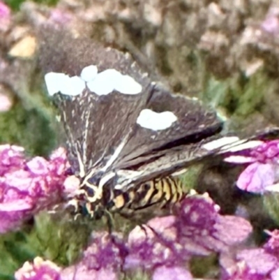 Nyctemera amicus (Senecio Moth, Magpie Moth, Cineraria Moth) at Rivett, ACT - 9 Feb 2024 by Schirminator