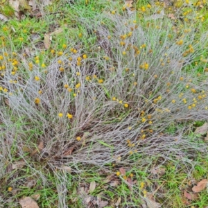 Calocephalus citreus at Mulligans Flat - 6 Feb 2024