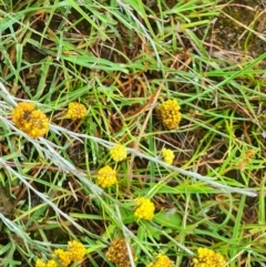 Calocephalus citreus at Mulligans Flat - 6 Feb 2024