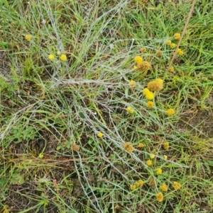 Calocephalus citreus at Mulligans Flat - 6 Feb 2024