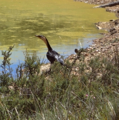 Microcarbo melanoleucos (Little Pied Cormorant) at Shannons Flat, NSW - 9 Feb 2024 by JediNME