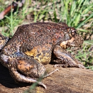 Limnodynastes dumerilii at Cooma North Ridge Reserve - 9 Feb 2024