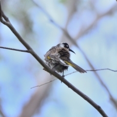 Phylidonyris novaehollandiae (New Holland Honeyeater) at Wollondilly Local Government Area - 8 Feb 2024 by Freebird