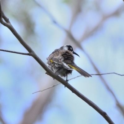 Phylidonyris novaehollandiae (New Holland Honeyeater) at Dharawal National Park - 8 Feb 2024 by Freebird