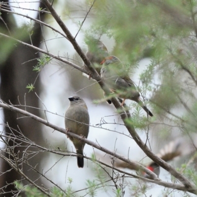 Neochmia temporalis (Red-browed Finch) at Appin, NSW - 8 Feb 2024 by Freebird