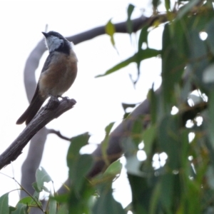 Pachycephala rufiventris at Wollondilly Local Government Area - 8 Feb 2024