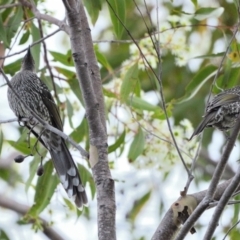 Anthochaera chrysoptera (Little Wattlebird) at Appin, NSW - 7 Feb 2024 by Freebird