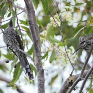 Anthochaera chrysoptera at Wollondilly Local Government Area - 8 Feb 2024