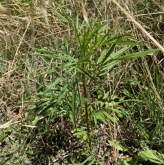 Tagetes minuta (Stinking Roger) at Molonglo River Reserve - 9 Feb 2024 by SteveBorkowskis