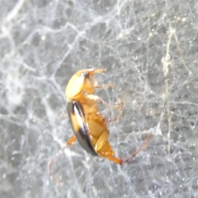 Phyllotocus bimaculatus (Nectar scarab) at Flea Bog Flat to Emu Creek Corridor - 9 Feb 2024 by JohnGiacon