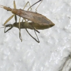 Sastrapada australica (An assassin bug) at Belconnen, ACT - 9 Feb 2024 by JohnGiacon