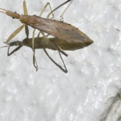 Sastrapada australica (An assassin bug) at Emu Creek Belconnen (ECB) - 9 Feb 2024 by JohnGiacon