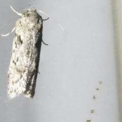 Philobota philostaura (A Concealer moth (Philobota group)) at Emu Creek Belconnen (ECB) - 9 Feb 2024 by JohnGiacon