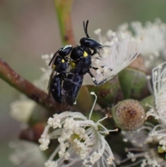 Hylaeus (Hylaeorhiza) nubilosus (A yellow-spotted masked bee) at Murrumbateman, NSW - 6 Feb 2024 by SimoneC