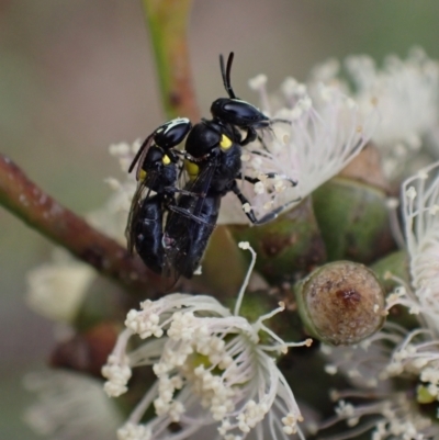 Hylaeus (Hylaeorhiza) nubilosus (A yellow-spotted masked bee) at Murrumbateman, NSW - 6 Feb 2024 by SimoneC