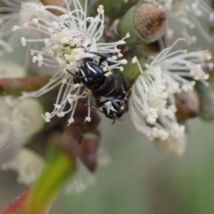 Hylaeus (Hylaeorhiza) nubilosus at Murrumbateman, NSW - 6 Feb 2024