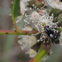 Hylaeus (Hylaeorhiza) nubilosus at Murrumbateman, NSW - 6 Feb 2024