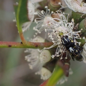 Hylaeus (Hylaeorhiza) nubilosus at Murrumbateman, NSW - 6 Feb 2024
