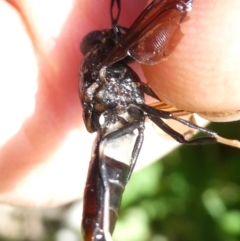 Exaireta spinigera (Garden Soldier Fly) at Belconnen, ACT - 9 Feb 2024 by JohnGiacon