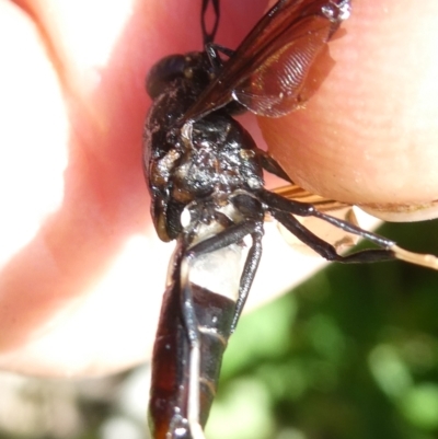 Exaireta spinigera (Garden Soldier Fly) at Emu Creek Belconnen (ECB) - 9 Feb 2024 by JohnGiacon