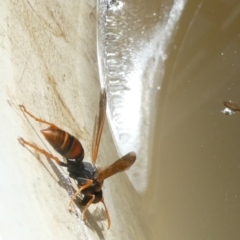 Polistes (Polistella) humilis (Common Paper Wasp) at Emu Creek Belconnen (ECB) - 9 Feb 2024 by JohnGiacon