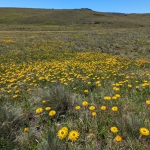 Xerochrysum subundulatum at Kosciuszko National Park - 8 Feb 2024 11:38 AM