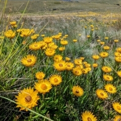 Xerochrysum subundulatum at Kosciuszko National Park - 8 Feb 2024 11:38 AM