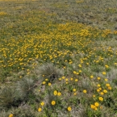Xerochrysum subundulatum at Kosciuszko National Park - 8 Feb 2024