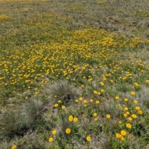 Xerochrysum subundulatum at Kosciuszko National Park - 8 Feb 2024 11:38 AM