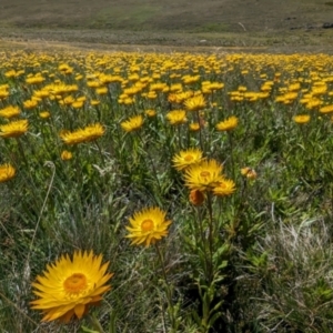 Xerochrysum subundulatum at Kosciuszko National Park - 8 Feb 2024