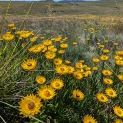 Xerochrysum subundulatum at Kosciuszko National Park - 8 Feb 2024