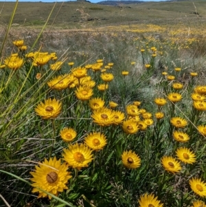 Xerochrysum subundulatum at Kosciuszko National Park - 8 Feb 2024