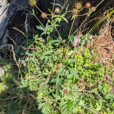 Geum urbanum (Herb Bennet) at Kosciuszko National Park - 7 Feb 2024 by HelenCross