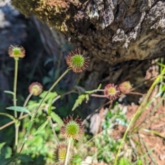 Geum urbanum at Kosciuszko National Park - 7 Feb 2024