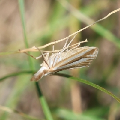 Hednota species near grammellus (Pyralid or snout moth) at Hughes Grassy Woodland - 9 Feb 2024 by LisaH