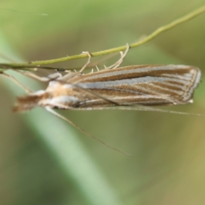 Hednota species near grammellus at Hughes Grassy Woodland - 9 Feb 2024