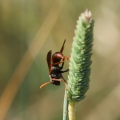 Polistes (Gyrostoma) erythrinus at Red Hill to Yarralumla Creek - 9 Feb 2024