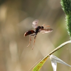 Polistes (Gyrostoma) erythrinus at Red Hill to Yarralumla Creek - 9 Feb 2024