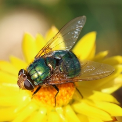 Rutilia (Chrysorutilia) sp. (genus & subgenus) (A Bristle Fly) at Hughes, ACT - 9 Feb 2024 by LisaH